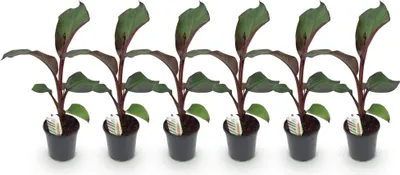 Image de Green boutiQ - Plante fruitière - Bananiers - Ensete ventricosum Maurelli - Résistante au froid - 6 plants - Pot de 17 cm, hauteur 40 cm
