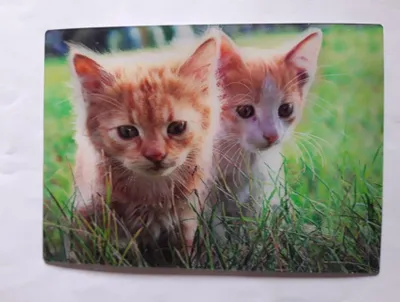 Produktbild von 3 D Ansichtskarte Kätzchen, Postkarte Wackelkarte Hologrammkarte, Tier Katze