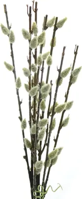 Produktbild von GASPER Weidenkätzchenbund 41 cm - Kunstblumen