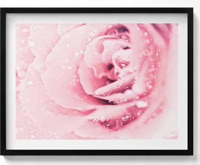 Produktbild von Tautropfen und Rosenblüten– Wandbild mit Rahmen – Gerahmtes Bild  – Wanddekoration – 80x60 cm –  Schwarz Rahmen