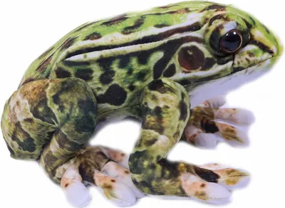 Produktbild von Plüschtier Frosch 24 cm, grün, Frösche Stofftiere Plüschtier Kuscheltier Pfeilgiftfrosch