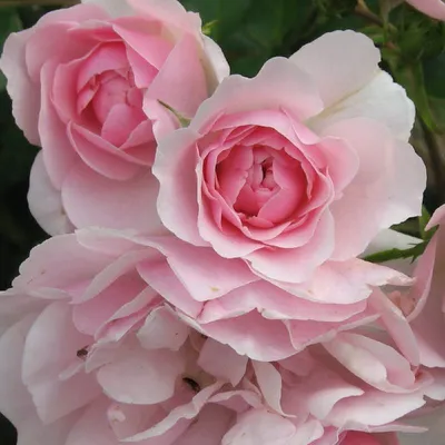 Produktbild von Rosa  - Bodendecker Rose - Rosa 'Bonica'®