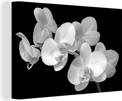Produktbild von MuchoWow® - Leinwandbilder - Eine Nahaufnahme von Orchideen auf schwarzem Hintergrund - schwarz-weiß, Wandbild, Wanddeko Bilder Wohnzimmer, 60x40cm
