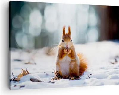 Produktbild von Bild auf Leinwand - Leinwandbild - Eichhörnchen Winter Schnee Essen - 70x50cm - Wand Bild - Wanddeko - Leinwanddruck - Bilder - Kunstdruck - Wanddekoration - Leinwand bilder - Wandkunst - AA70x50-2798