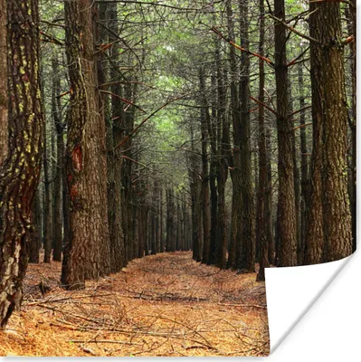 Produktbild von MuchoWow® Poster Herbst - Dekoration - Wald 50x50 cm - Wohnzimmerdekoration