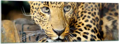 Produktbild von Bilder auf glas - Tiere gefährlich wilde katze - 160x50cm - Glasbilder - Wandbilder - Kunstdruck - zum Aufhängen bereit - Wanddekoration aus Glas - Glas Bilder - Wandbild auf Glas - GAB160x50-2702