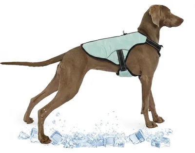 Imagen del producto de Chaleco refrigerante para perros - Transpirable y ajustable - Talla XL