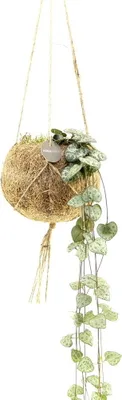 Image de Kokodama - Ceropegia woodii en pot Kokodama à suspendre - env. 15cm