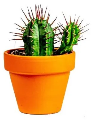 Obrázek produktu pro Gardners Euphorbia Enopla, průměr 6 cm