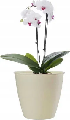 Obrázek produktu pro Plastový kulatý obal na květiny Azalka krémové barvy 19x17,6 cm