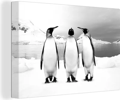Produktbild von MuchoWow® - Leinwandbilder - Drei Pinguine Porträt - schwarz und weiß, Wandbild, Wanddeko Bilder Wohnzimmer, 120x80 cm