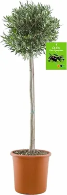 Produktbild von Drzewo oliwne 160-180 cm - odporne na zimę, gruby pień, wytrzymałe i śródziemnomorskie - idealne do ogrodu, na taras i balkon - jakość premium