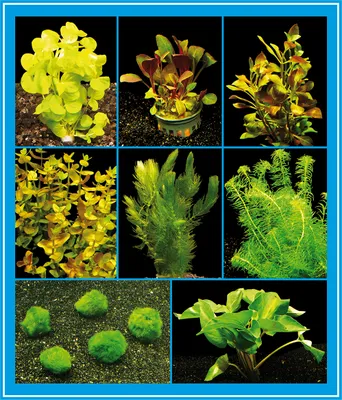Produktbild von Aquarienpflanzen-Set für ein Kaltwasser- / Zimmer-Aquarium, 16-22°C bis 60L
