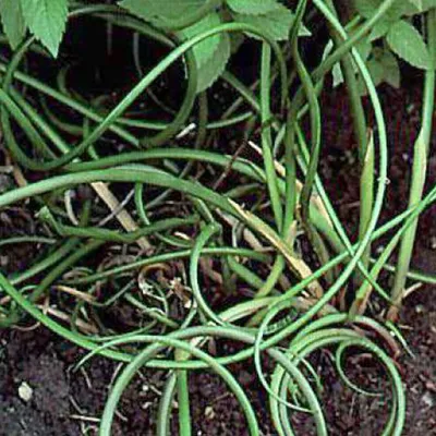 Obrázok produktu pre 6 x Ploštica - Juncus effusus | Kvetináč 9cm x 9cm