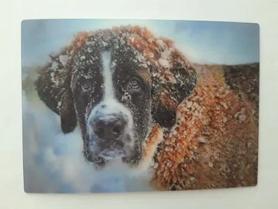 Produktbild von 3 D Ansichtskarte Bernhardiner, Postkarte Wackelkarte Hologrammkarte Tiere Hund