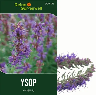 Produktbild von Ysop Mehrjährig Samen - Hyssopus officinalis - Ysopsamen - Kräutersamen - Saatgut für 150 Pflanzen
