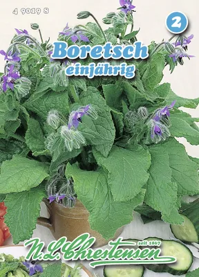 Produktbild von Boretsch | Borretschsamen von N.L. Chrestensen