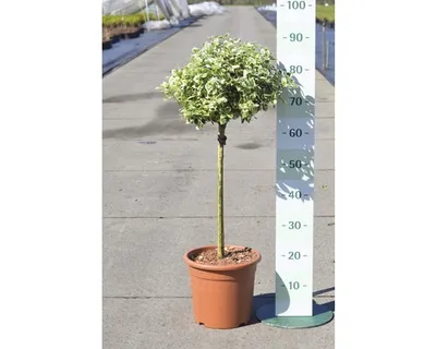 Produktbild von Weißbunte Kriechspindel Stämmchen FloraSelf Euonymus fortunei 'Emerald Gaiety' Halbstamm H 40 cm Co 6 L