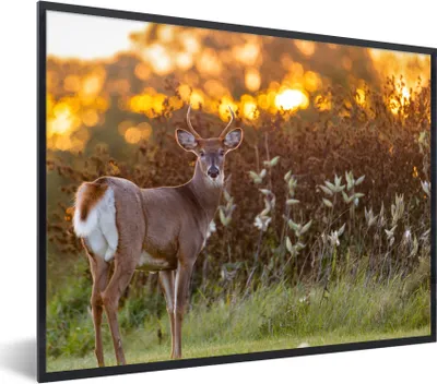 Produktbild von MuchoWow® Gerahmtes Poster Hirsche - Pflanzen - Sonnenuntergang - Wildtiere - Natur 40x30 cm - Poster mit Schwarzem Bilderrahmen Wandposter Rahmen Foto Bilder - Kunstposter - Wanddekorationen