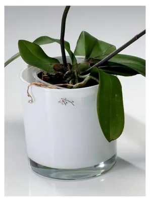 Produktbild von Sandra Rich 3er Set Glas Blumentopf Weiß Emotion 14 cm