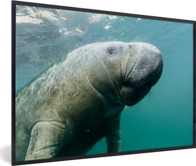 Produktbild von MuchoWow® MuchoWow® Gerahmtes Poster Tiere - Wasser - Kamera 90x60 cm - Poster mit zchwarzem Bilderrahmen - Fotorahmen - Foto-Plakat