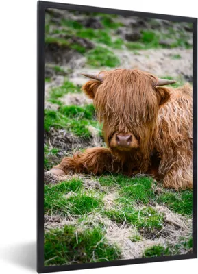 Produktbild von MuchoWow® MuchoWow® Gerahmtes Poster Schottisches Hochlandrind - Heu - Gras 20x30 cm - Poster mit zchwarzem Bilderrahmen - Drucken - Bilder Poster im Rahmen