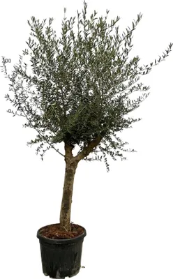 Obrázok produktu pre Olivovník Olea Lorc, výška 200 cm, priemer 45 cm, stredomorská izbová a záhradná rastlina