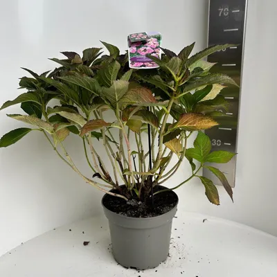 Image de Hydrangea macr. Roze scherm - Hortensia | 40-50 cm en pot