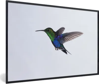 Produktbild von MuchoWow® Gerahmtes Poster Vögel - Kolibri - Grün - Blau 90x60 cm - Poster mit Schwarzem Bilderrahmen Wandposter Rahmen Foto Bilder - Fotorahmen - Foto-Plakat