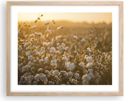 Produktbild von Gerahmtes Poster - Rahmen in heller Eiche - Baumwolle Feld Acker - 50x40 cm - Wand Bild - Wanddeko - Wandbilder - Wandposter - Bilderrahmen - Bilder - Kunstdruck - Wandbild - P2NAA50x40-4299