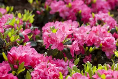 Produktbild von Rhododendron obtusum 'Canzonetta', Azalee, rosa, 20–25 cm