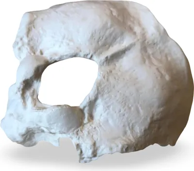 Produktbild von Hinterhauptsbein Os Occipitale Anatomie Modell lebensgroß