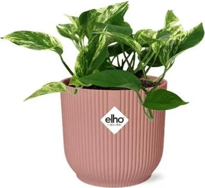 Image de Lierre Marble Queen, pot décoratif rose Ø 14 cm, plante d'intérieur purificatrice d'air