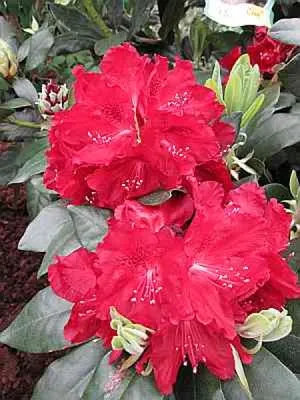 Produktbild von Rhododendron Hybride Cherry Kiss ® - Großblumige Alpenrose