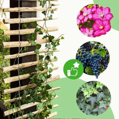 Produktbild von Holzstütze für Pflanzen und Gemüse | Rankgitter für Kletterpflanzen | Terrasse- und Gartendekoration | 100 x 200 cm