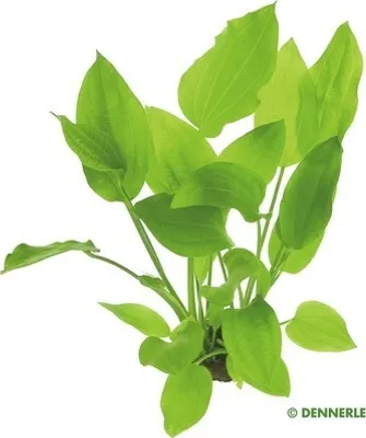 Produktbild von Argentinischer Froschlöffel Spezies - Echinodorus argentinensis, SP