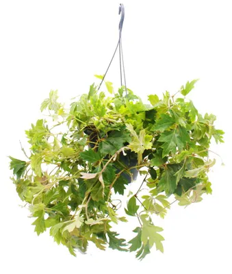 Produktbild von Zimmerpflanze zum Hängen - Königswein - Cissus rhombifolia Ellen Danica - 19cm Ampel-Topf zum Hängen