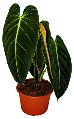 Obrázok produktu pre Philodendron melanochrysum – čierno-zlatý priateľ stromov – 20 cm kvetináč