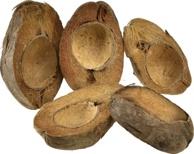 Produktbild von Kokosnuss Pflanzschale Natur 20cm 5er Set Dekoschale, 5 Stück