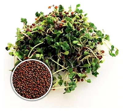 Produktbild von Keimsaat Brokkoli Calabrese 250 g - Brokkolisamen für die Sprossenzucht