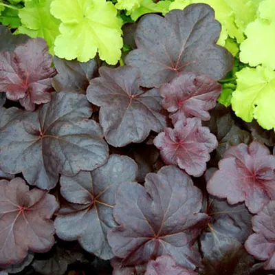 Produktbild von 6 x Silberglöckchen - Heuchera 'Obsidian' | Topf 9cm x 9cm
