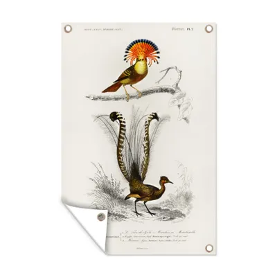 Obrázek produktu pro MuchoWow® Zahradní plakáty - Pták - Vintage - Větve - 60x40 cm - Zahradní dekorace