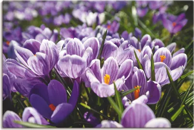 Produktbild von ARTland Leinwandbild Krokusblumenwiese Größe: 60x40 cm