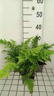 Zdjęcie produktu dla 6 x Dryopteris dilatata (austriaca) - paproć szerokolistna - doniczka 9 x 9 cm