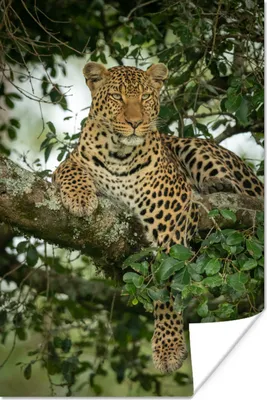 Produktbild von MuchoWow® Poster Panther - Baum - Wilde Tiere 120x180 cm - Kunstposter