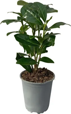 Zdjęcie produktu dla Laur wiśniowy Prunus laurocerasus Novita – wiecznie zielone rośliny żywopłotowe – 8 sztuk – 1 m – 9 cm, wysokość 30–35 cm – zielone – łatwe w pielęgnacji