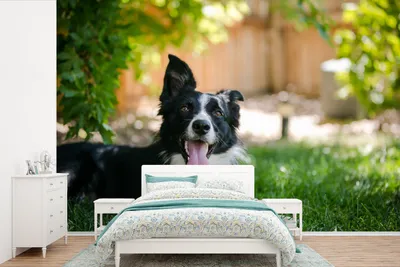 Produktbild von MuchoWow® Fototapete für Wohnzimmer oder Schlafzimmer Wandtapete Vinyl Motivtapete Hund - Gras - Tiere - 600x400 cm - Vinyltapeten