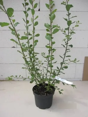 Produktbild von Salix aurita - Ohrweide - Salbeiweide
