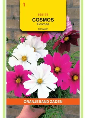 Imagen del producto de Semillas de la variedad "Oranjeband Cosmos Bipinnatus Sensation", mezcla de colores - 1 paquete