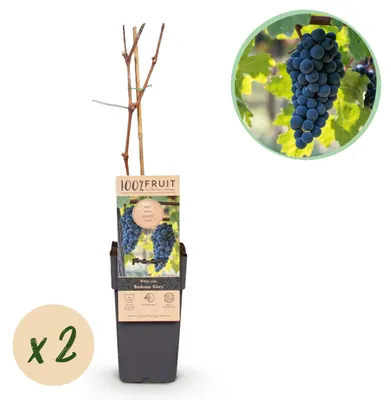 Zdjęcie produktu dla Vitis vinifera „Boskoop Glory” – winogrona niebieskie – doniczka 15 cm – ok. 50 cm wysokości – zestaw 2 sztuk